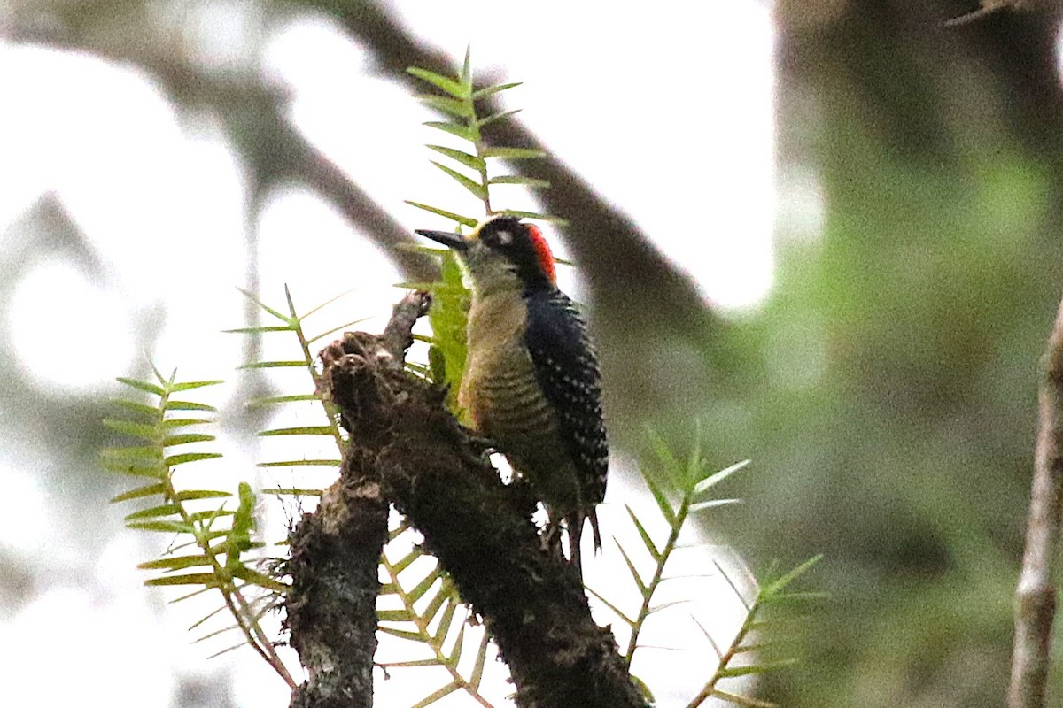 datel černolící - ML646058425