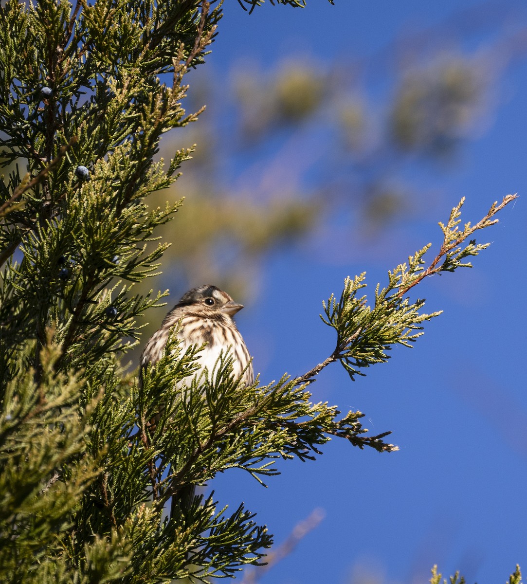 Song Sparrow - ML646058426