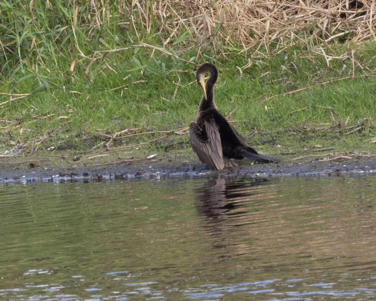 anhinga americká - ML646058428