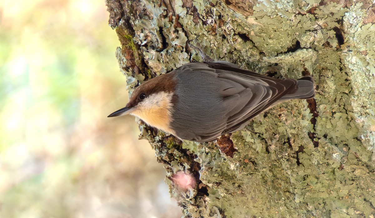 Brown-headed Nuthatch - ML646058440