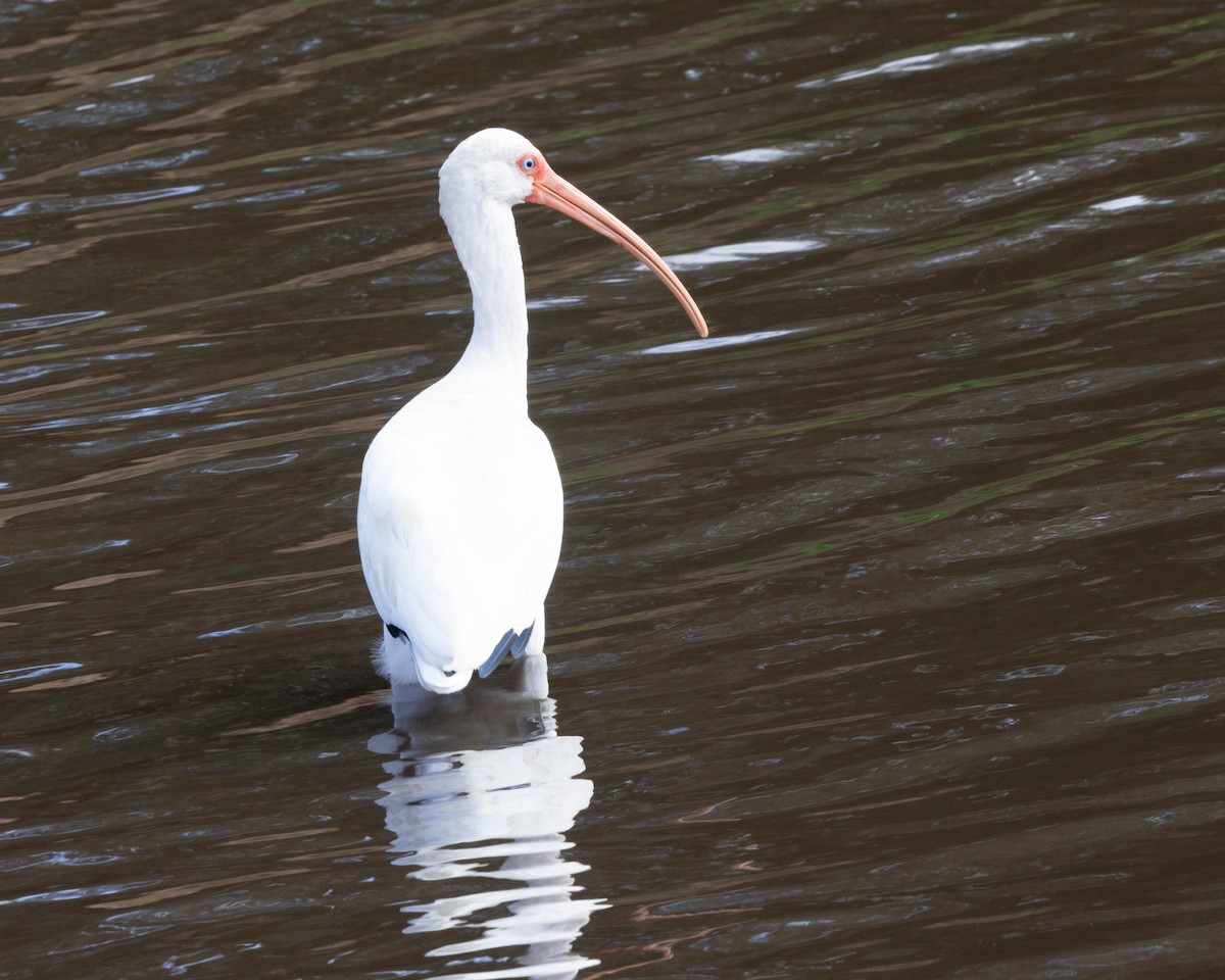 Ібіс білий - ML646058441