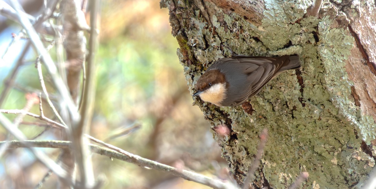 Brown-headed Nuthatch - ML646058442