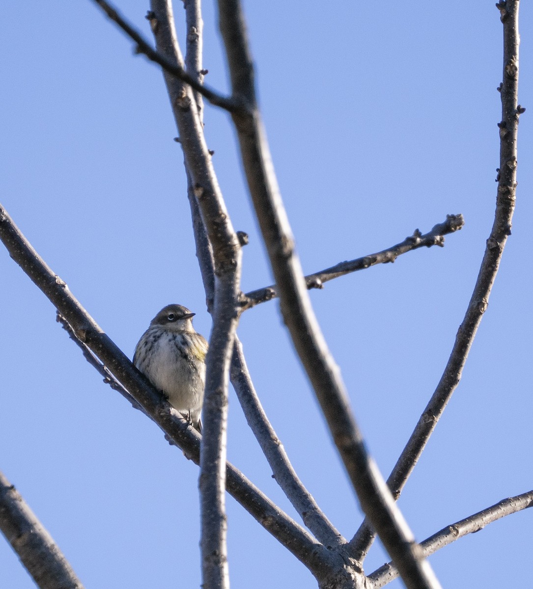 Yellow-rumped Warbler - ML646058448