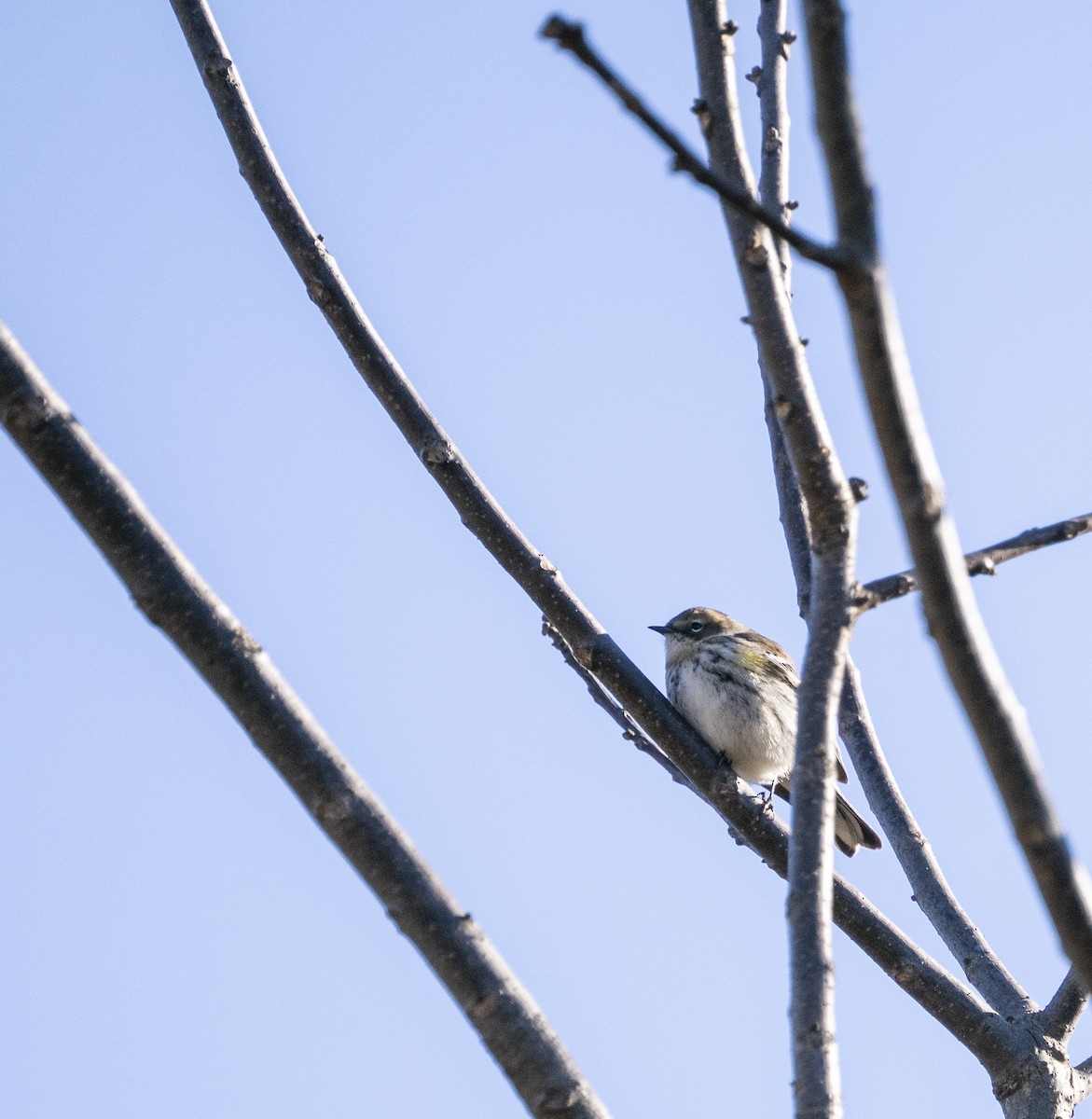 Yellow-rumped Warbler - ML646058449