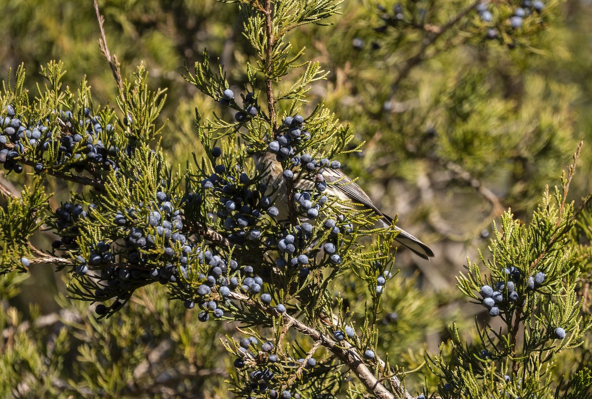 Yellow-rumped Warbler - ML646058450