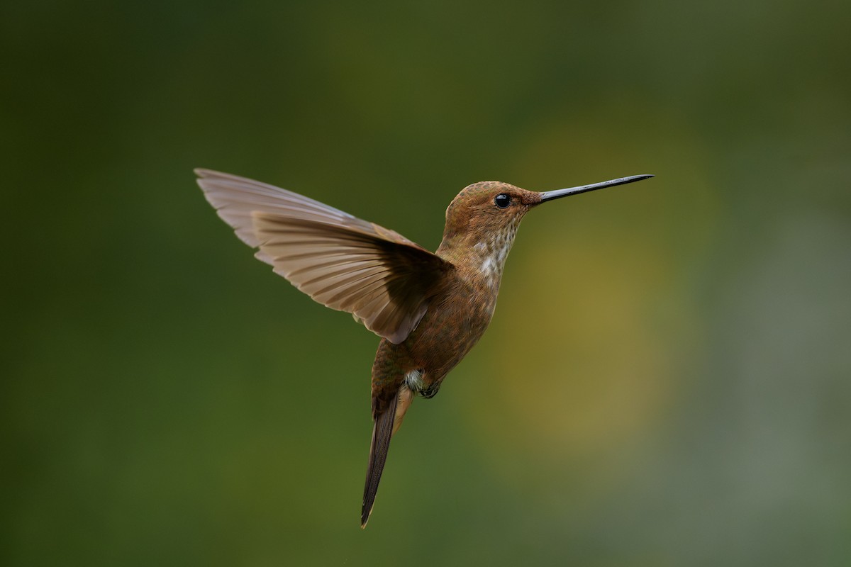 Bronzy Inca - ML646058451