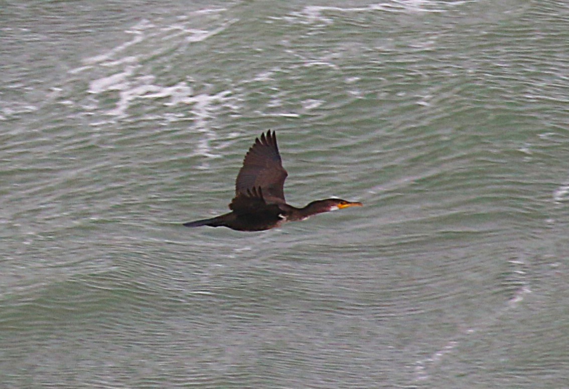 storskarv (sinensis/hanedae) - ML646058452