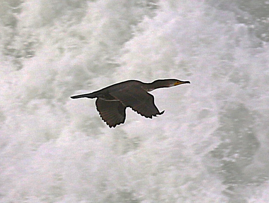 storskarv (sinensis/hanedae) - ML646058453