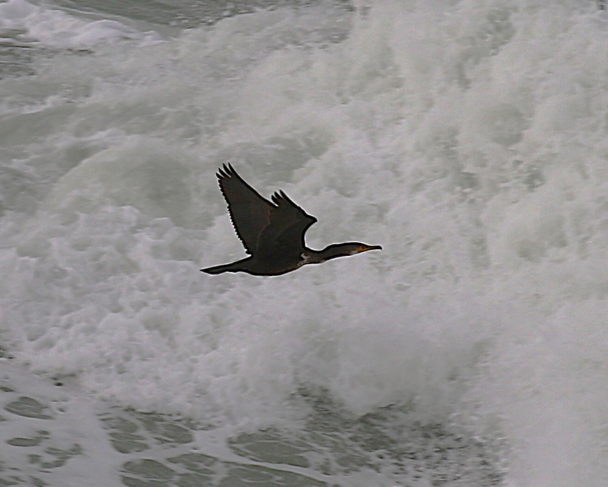 storskarv (sinensis/hanedae) - ML646058454