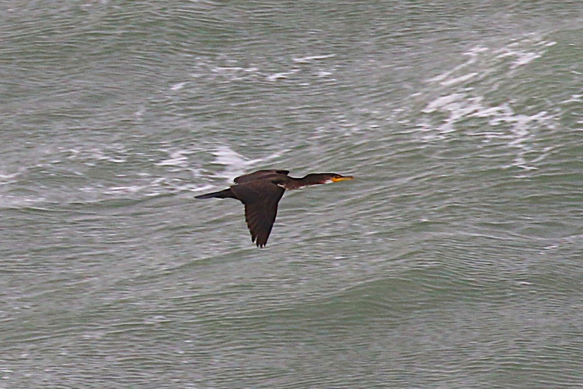 storskarv (sinensis/hanedae) - ML646058455