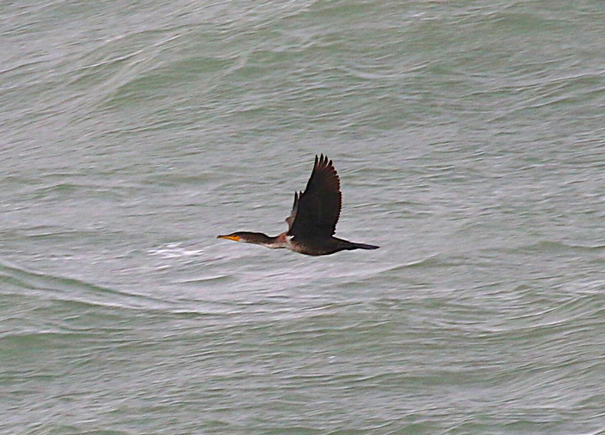 storskarv (sinensis/hanedae) - ML646058456