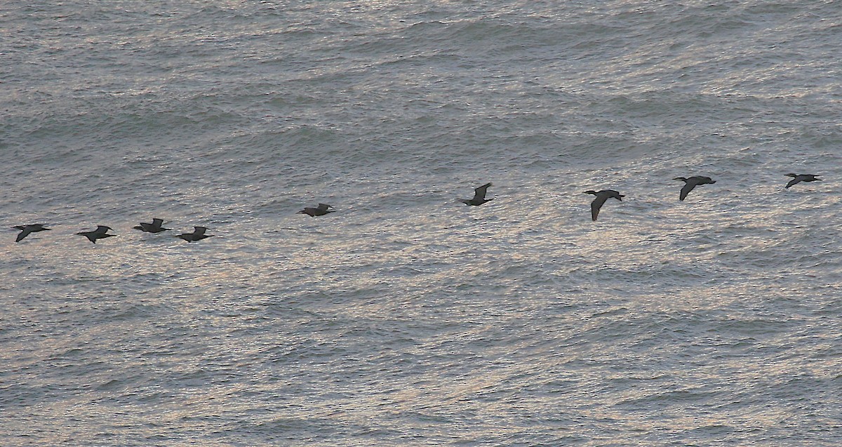 storskarv (sinensis/hanedae) - ML646058457