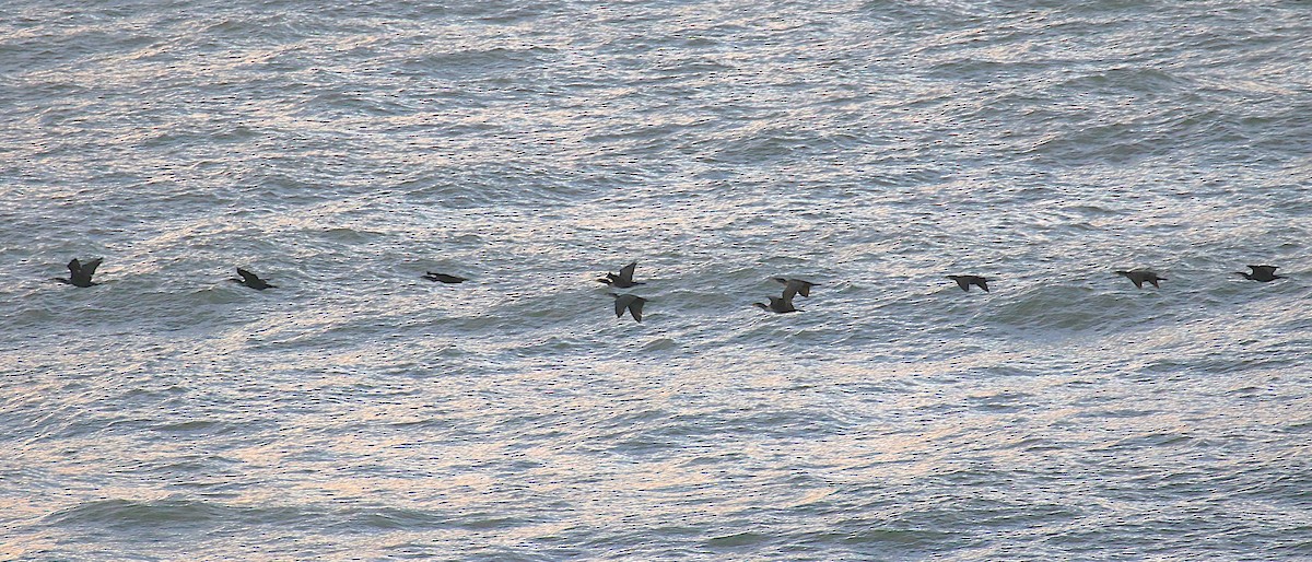 storskarv (sinensis/hanedae) - ML646058458