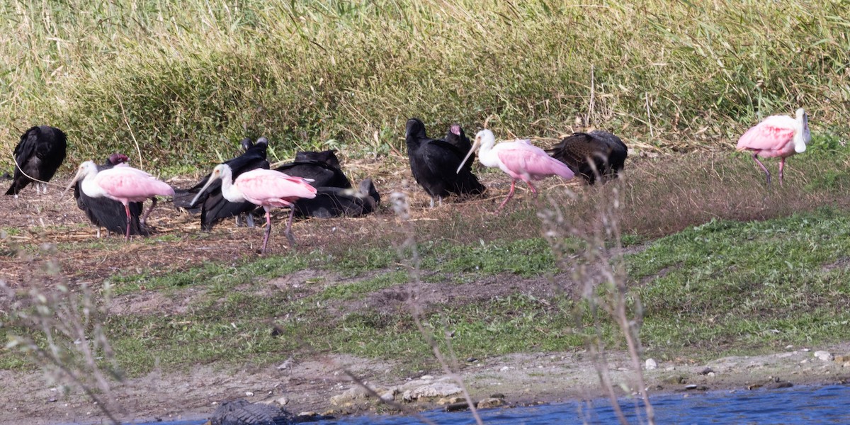 kolpík růžový - ML646058459