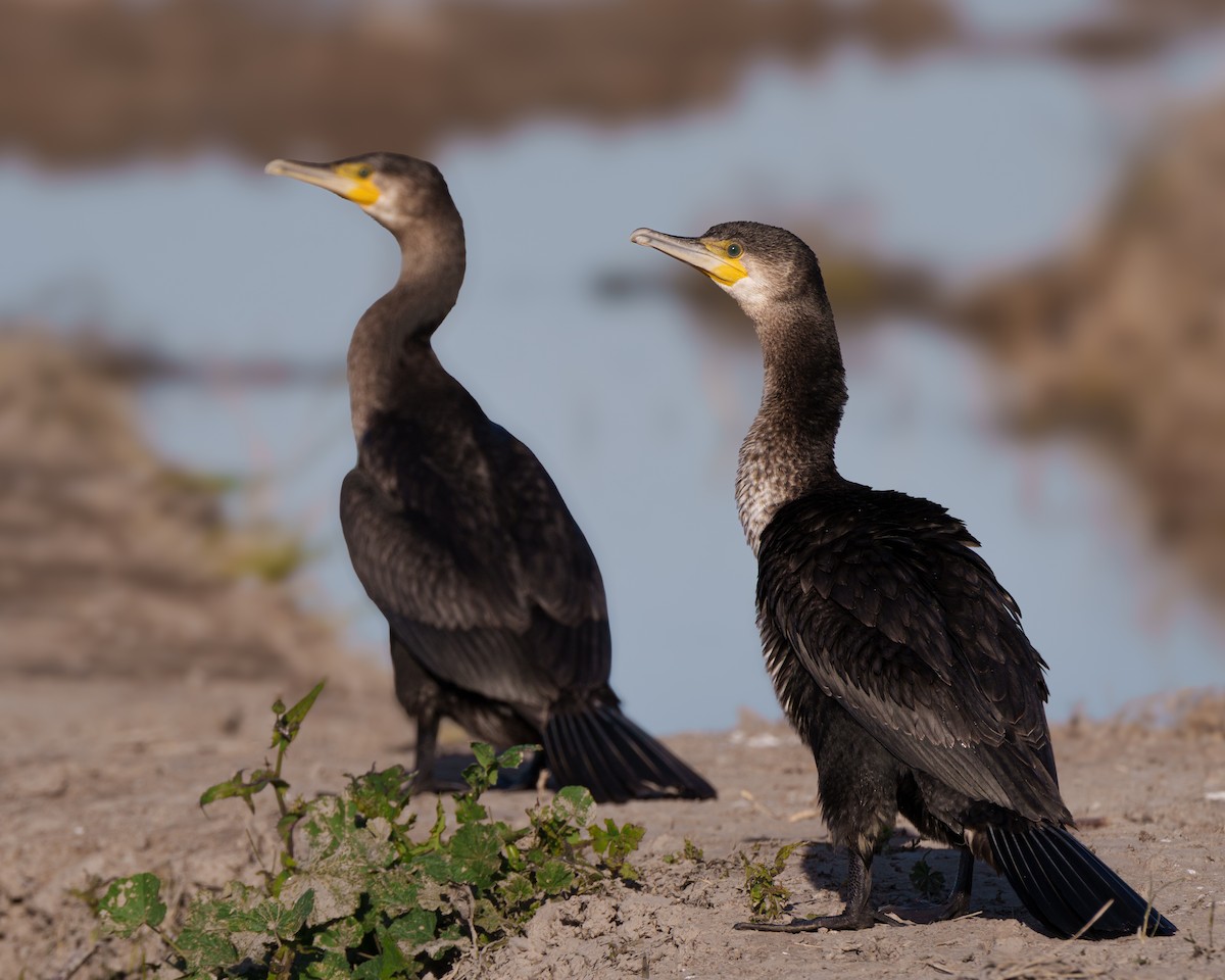 kormorán velký - ML646058460