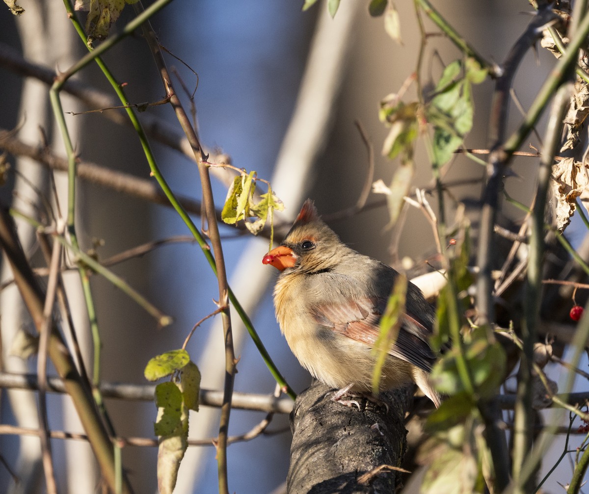 Northern Cardinal - ML646058466