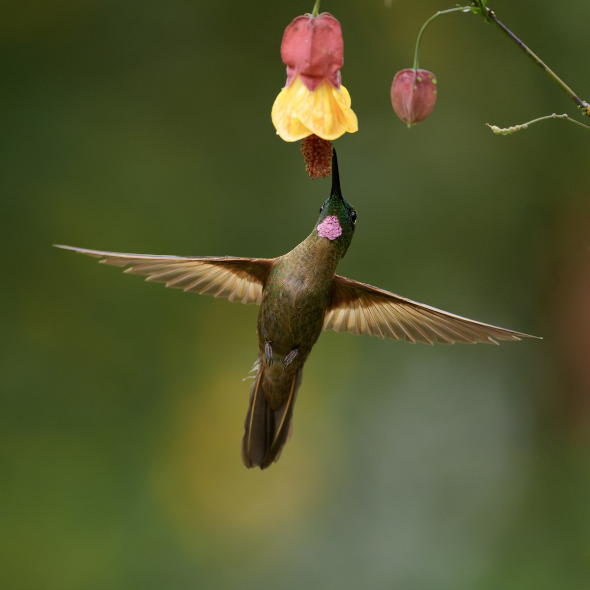 Колібрі-діамант рубіновогорлий - ML646058467