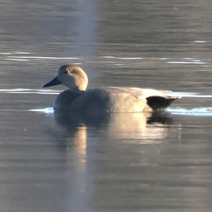 オカヨシガモ - ML646058468