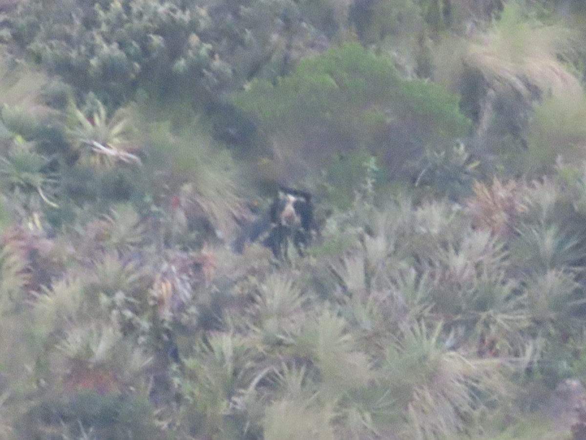 Animals - ML646058472