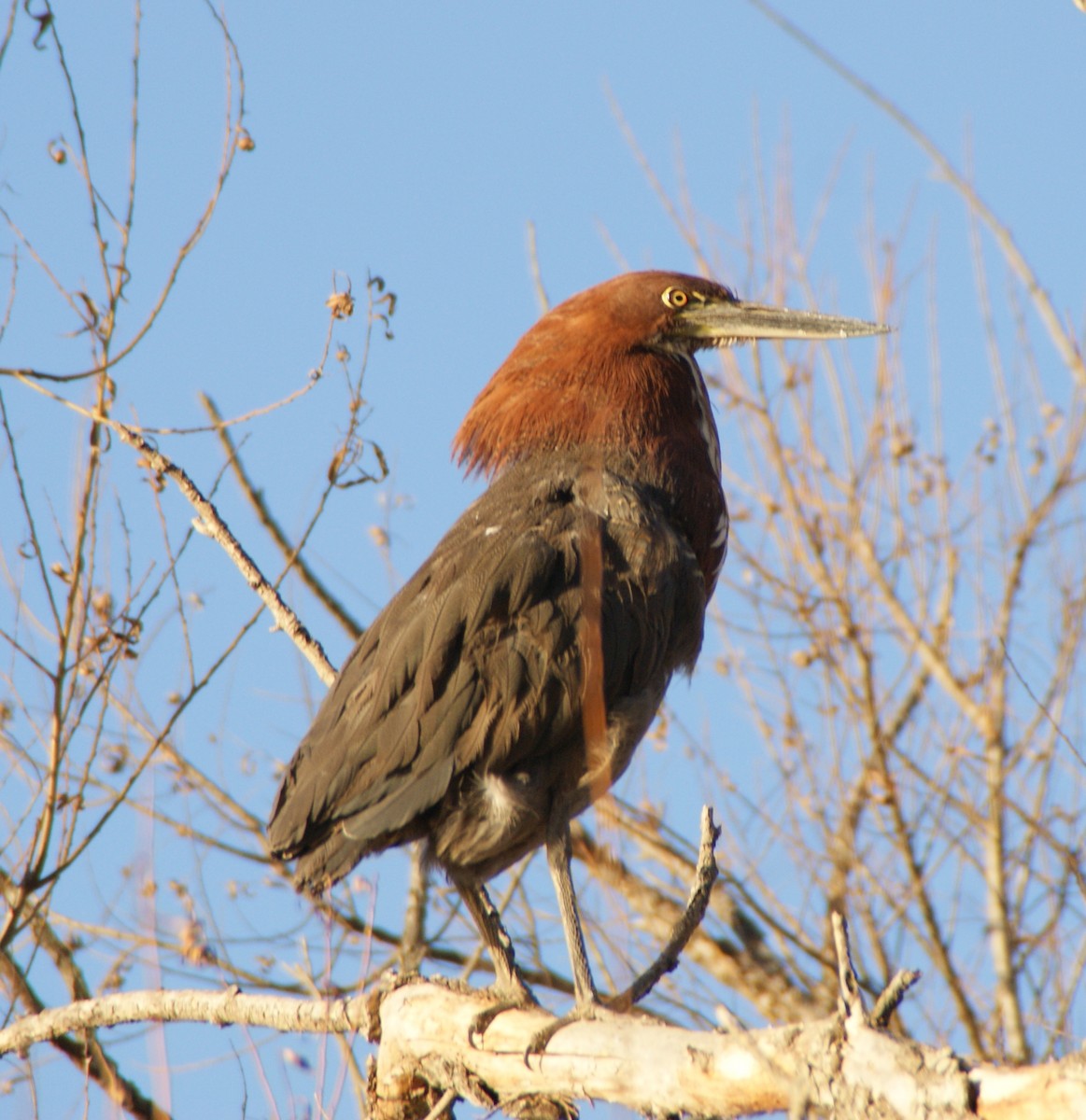 Rufescent Tiger-Heron - ML646058475