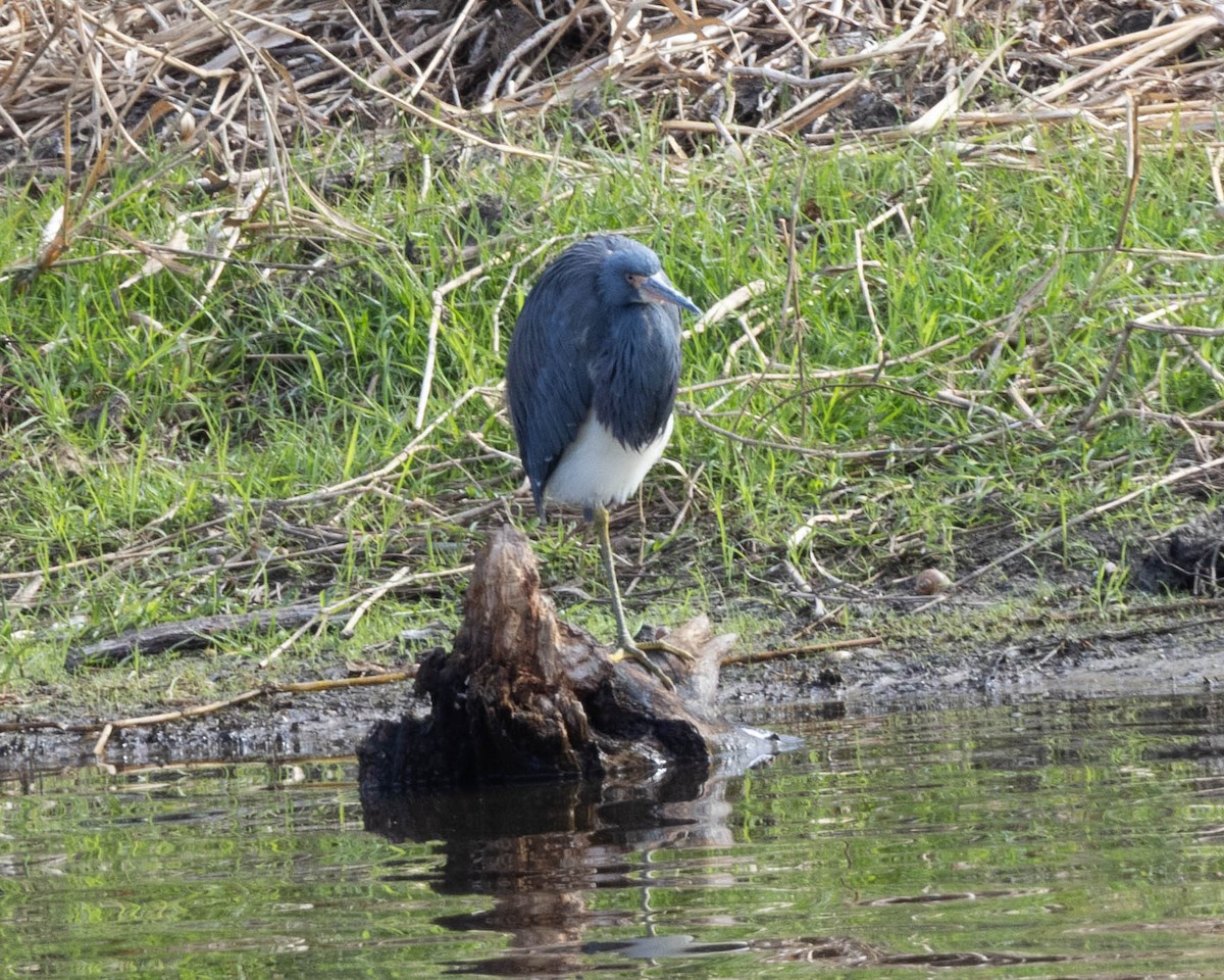 volavka tříbarvá - ML646058476