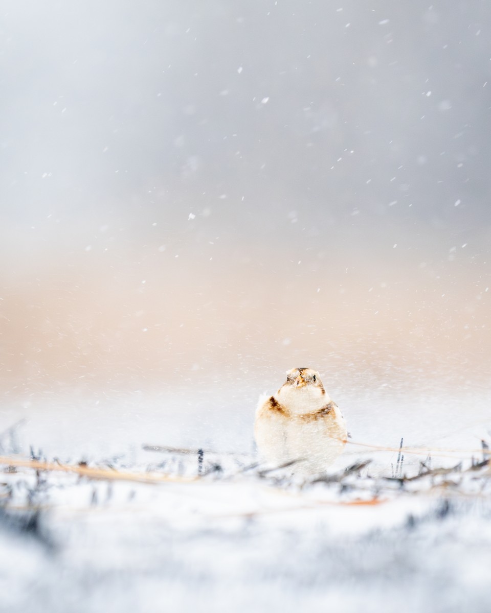 Snow Bunting - ML646058485