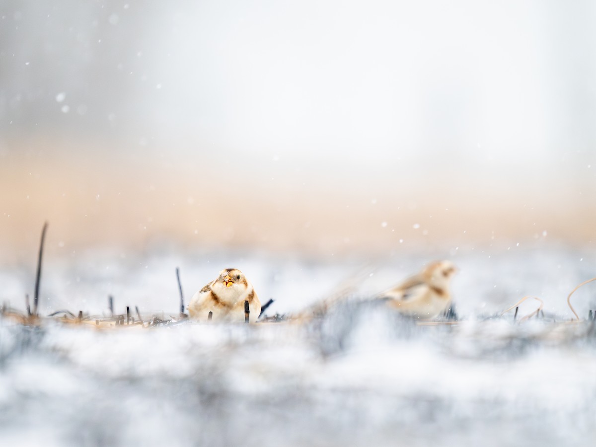 Snow Bunting - ML646058488