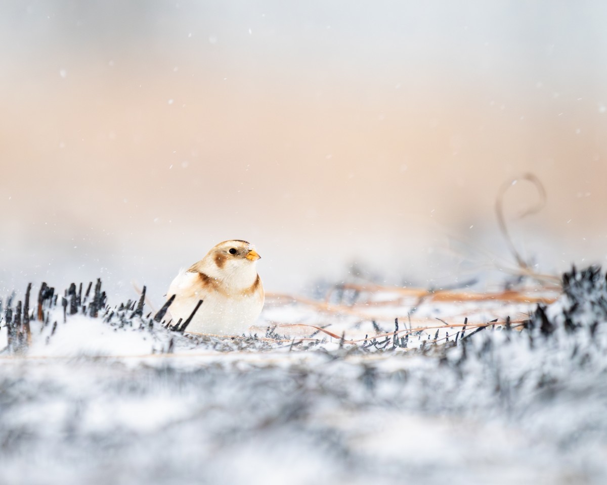 Snow Bunting - ML646058489