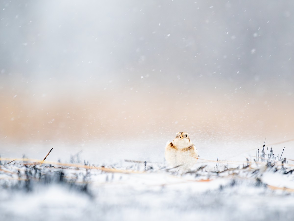 Snow Bunting - ML646058490