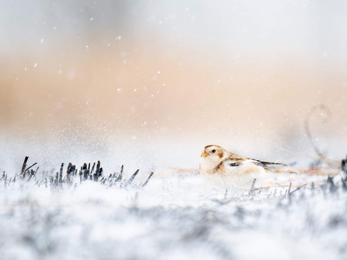 Snow Bunting - ML646058491