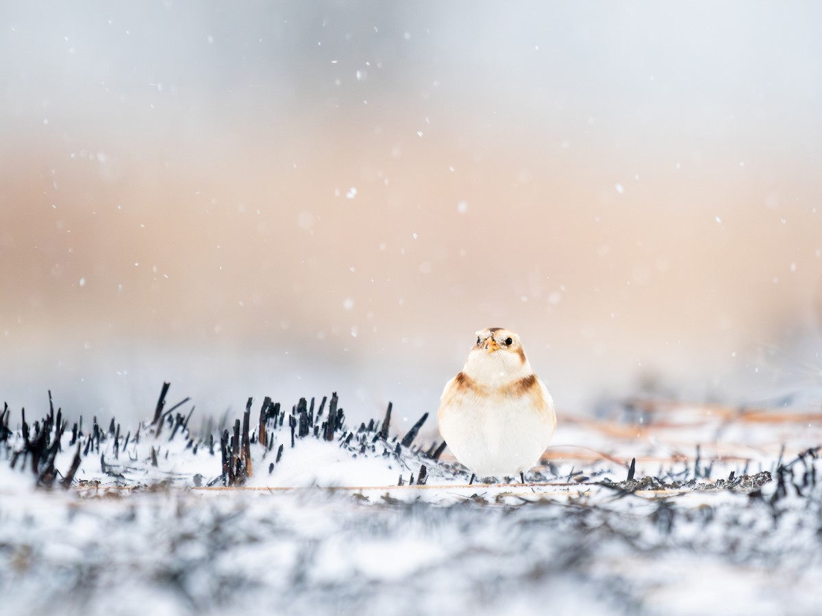 Snow Bunting - ML646058496