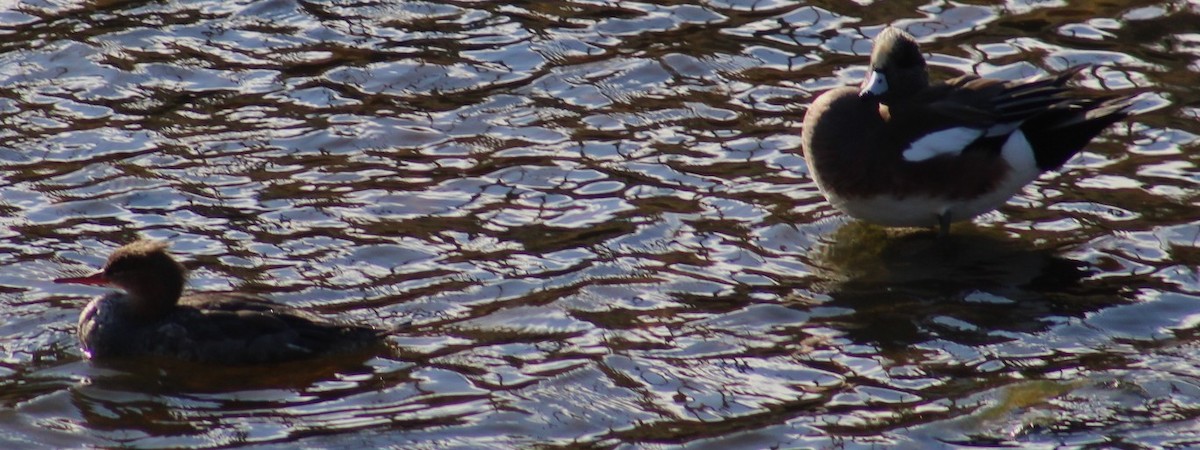 Serreta Mediana - ML646058498