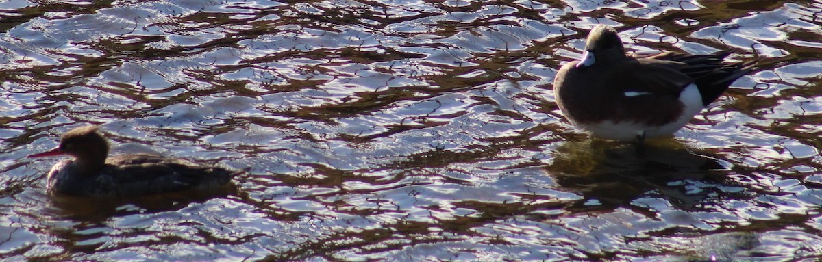 Serreta Mediana - ML646058499