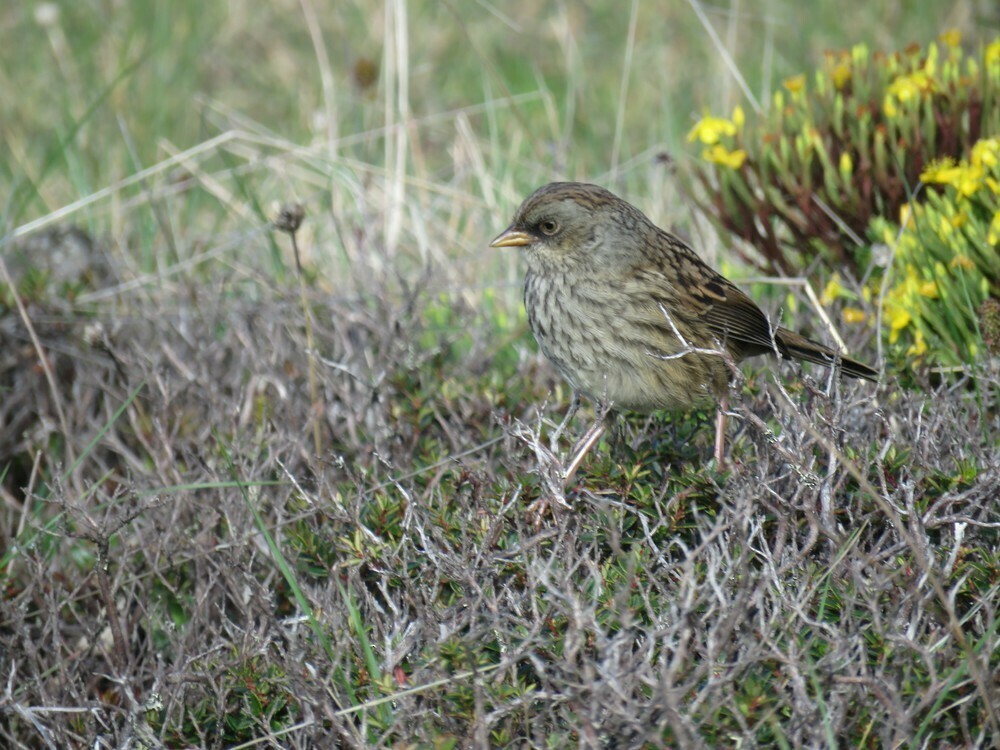 Volcano Junco - ML646058501