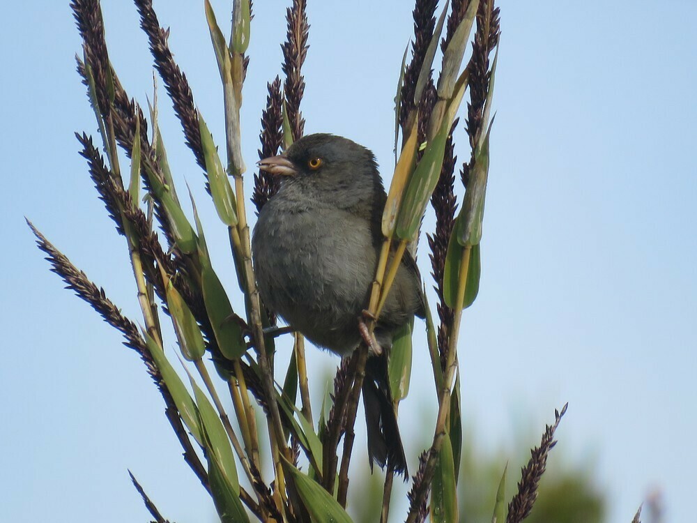 Volcano Junco - ML646058502