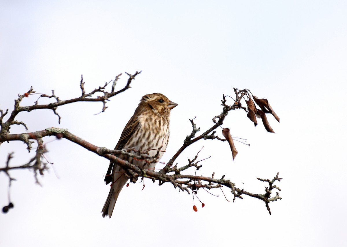 Purple Finch - ML646058521