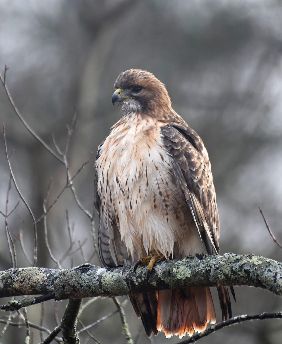 Red-tailed Hawk - ML646058523