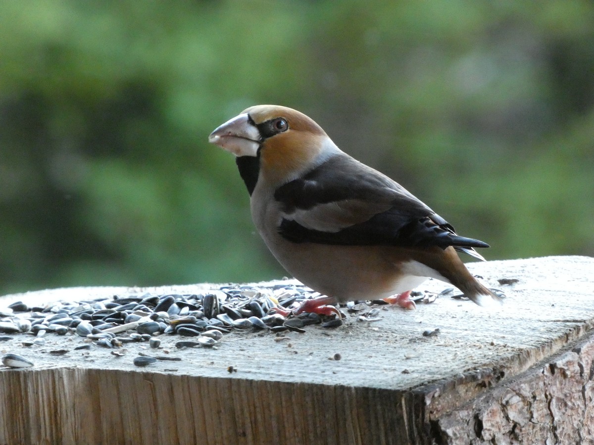 Hawfinch - ML646058529