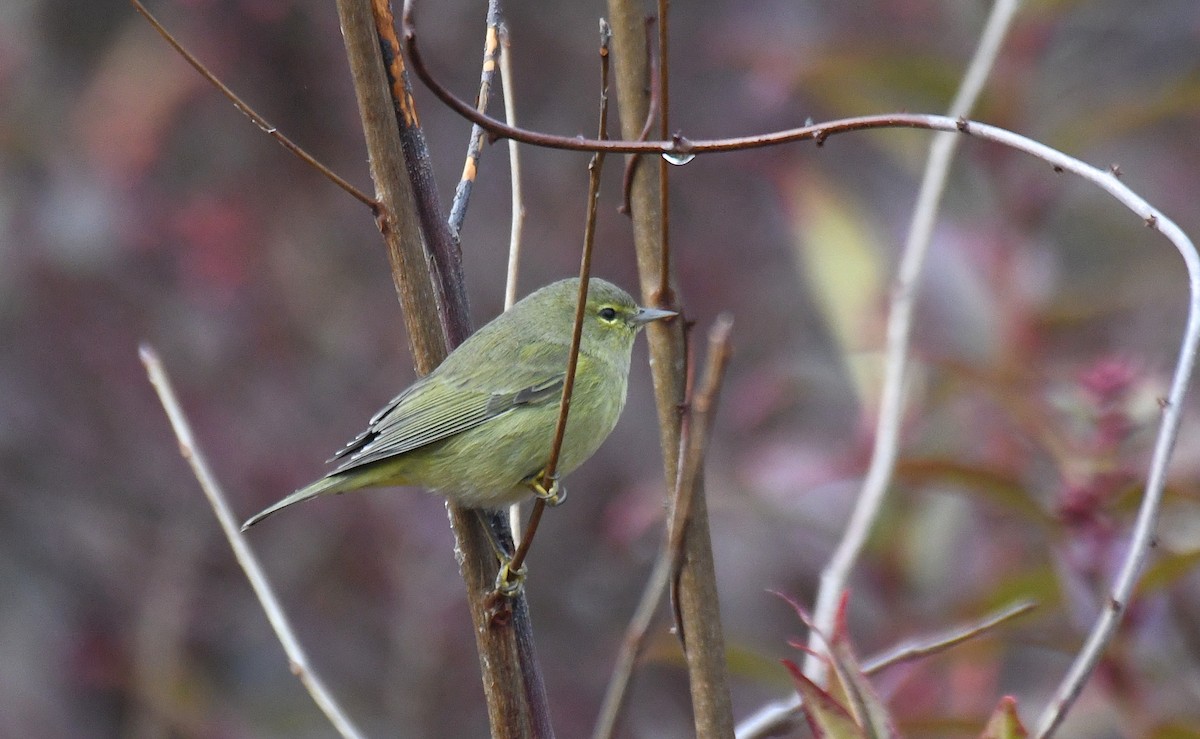 Orange-crowned Warbler - ML646058532