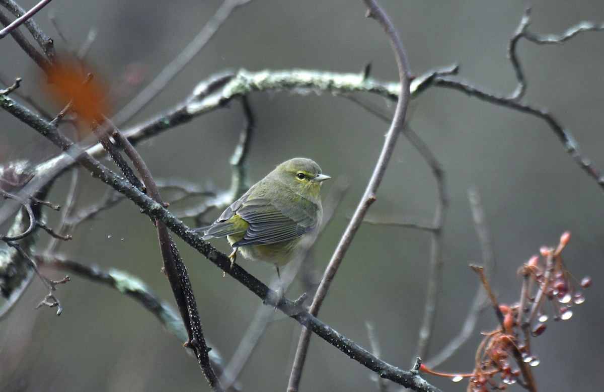 Orange-crowned Warbler - ML646058538