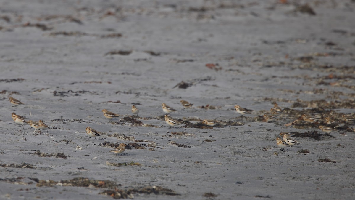 Цасч хөмрөг - ML646058540