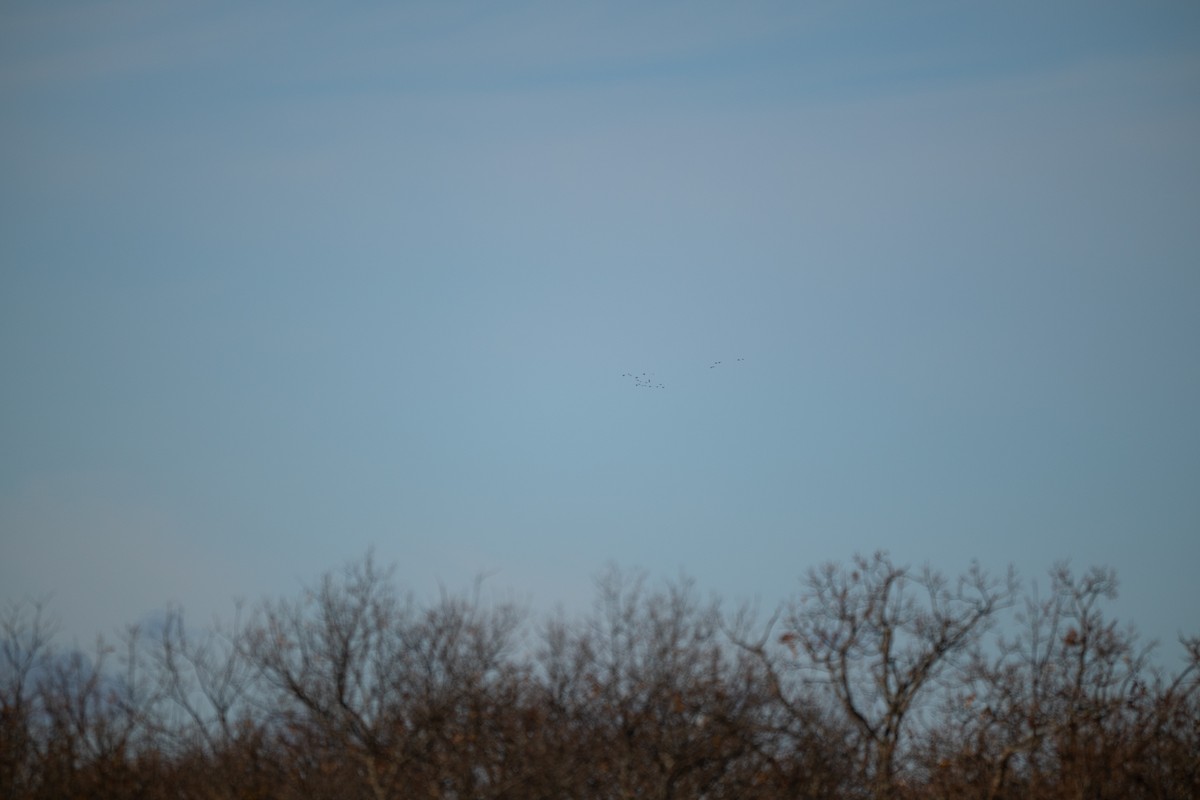 Whooping Crane - ML646058541