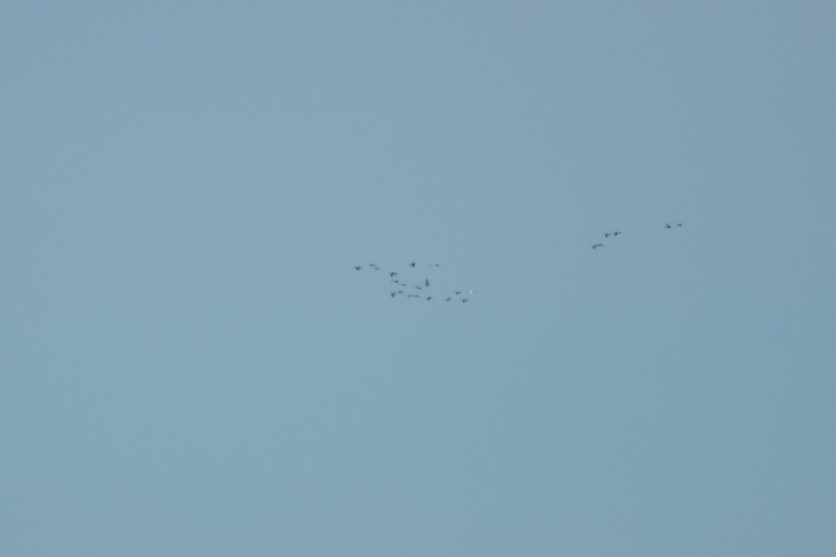 Whooping Crane - ML646058542