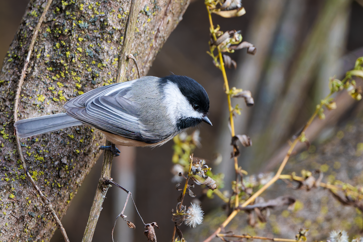 Black-capped Chickadee - ML646058553