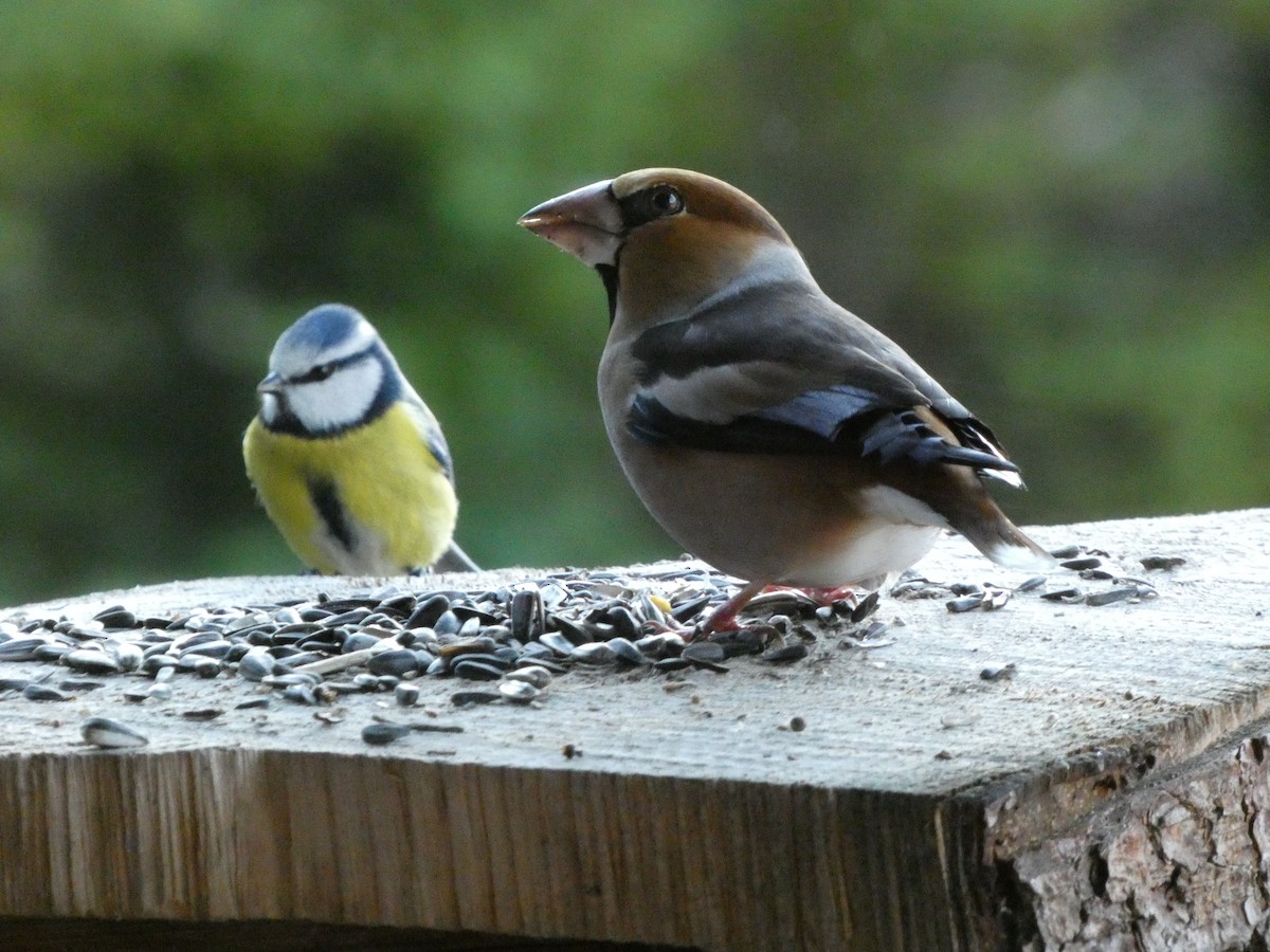 Hawfinch - ML646058554