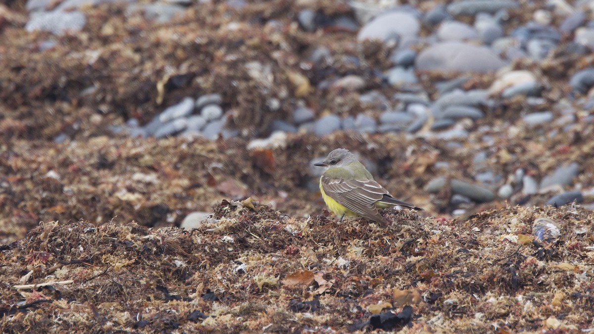 Western Kingbird - ML646058556
