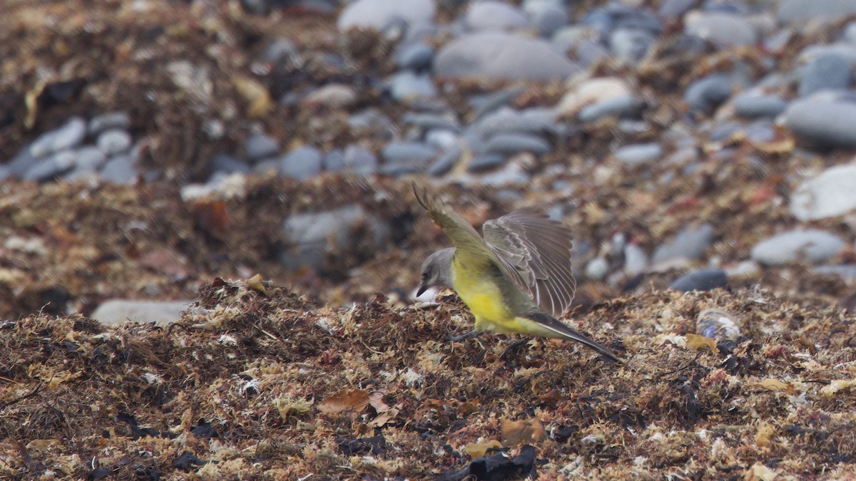 Western Kingbird - ML646058560