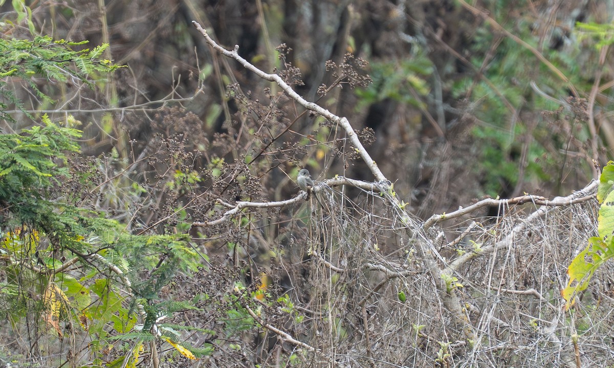 Tumbes Pewee - ML646058561