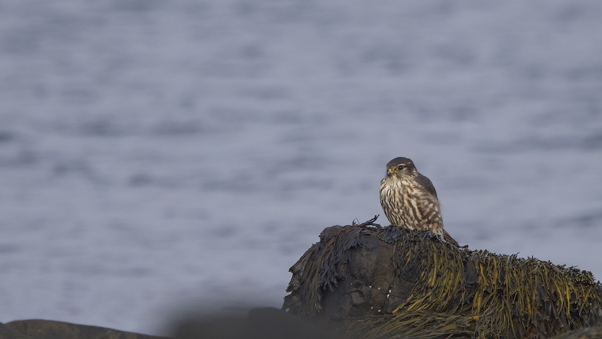 Хайргууна шонхор - ML646058563