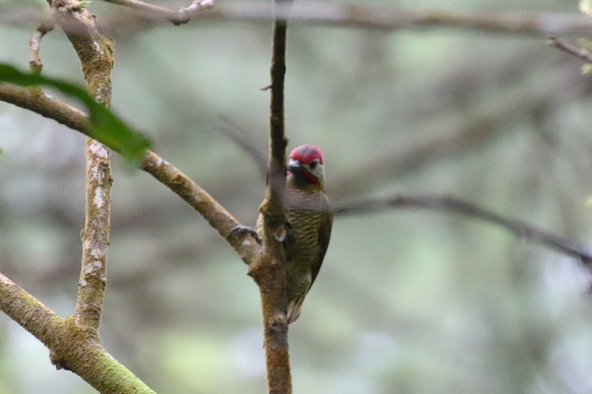 datel olivozlatý - ML646058565